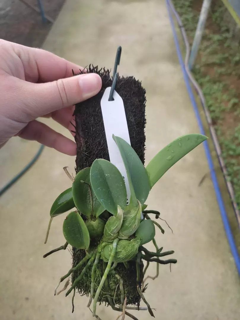 Imagem Segundaria do Produto